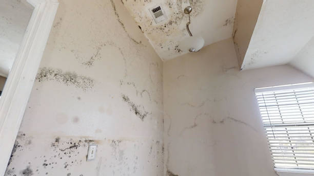 Best Flood Damage  in Lonville, GA