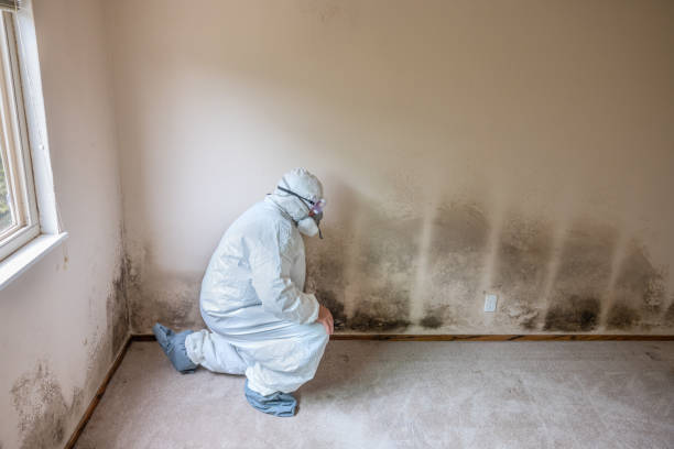 Asbestos and Lead Testing During Mold Inspection in Loganville, GA