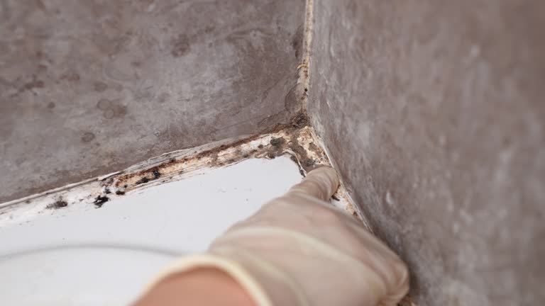Best Attic Mold Removal  in Lonville, GA